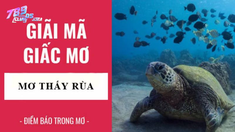 Nằm mơ thấy rùa là điềm gì? Ý nghĩa giấc mơ thấy rùa