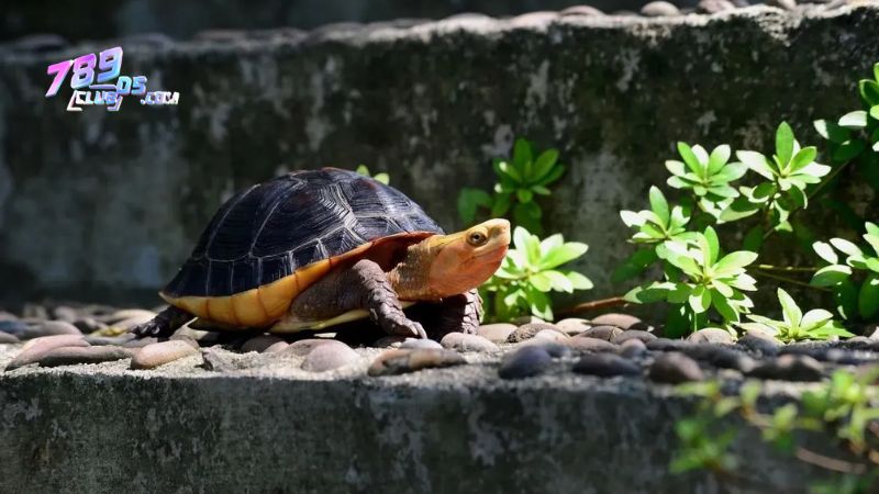 Mơ thấy bắt được rùa làm sao? Nằm mơ thấy rùa là điềm gì?